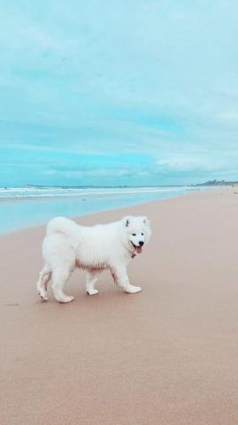 Rachel Kao On Animals Samoyed Dogs Pretty Cute Dog