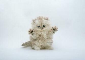 Fashion Kitten S Cat Wallpaper
