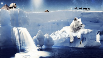 Beautiful White Lion Wallpaper