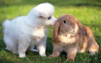 Animal Dogs Cool Photo Pictures Mobile