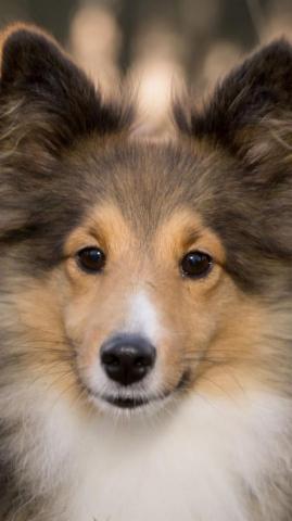 Best Pets Animals iPhone Wallpaper HD