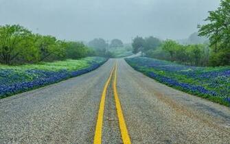 Road Flowers Trees Fog Texas Desktop Pc And Mac Wallpaper