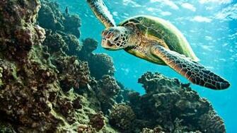 Water Tortoise Image Baltana