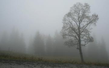 Nebel HD Wallpaper Background Image