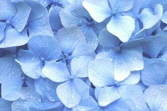 Blue Hydrangea