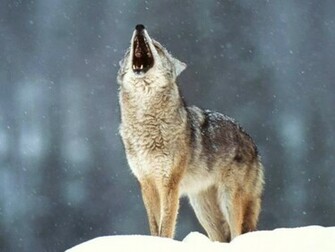 Howling Wolf Wallpaper HD In Animals Imageci