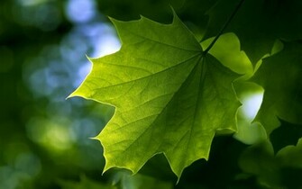 Toronto Green Maple Leaf High Quality Wallpaper