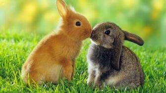 HD Wallpaper S Beautiful Baby Rabbits