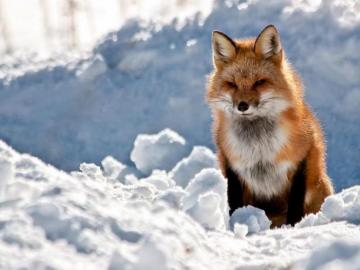 Fox Wallpaper