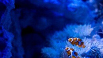 Clown Fish Aquarium