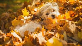Dog In Autumn Leaves Wallpaper And Image Pictures