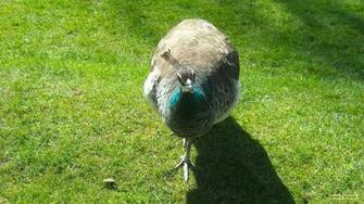 Peafowl Wallpaper