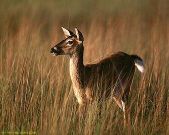 Whitetail Deer