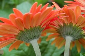 Pink Gerber Daisies Wallpaper