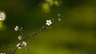 Blackberry iPad Blossom Branch Screensaver For Kindle3 And Dx