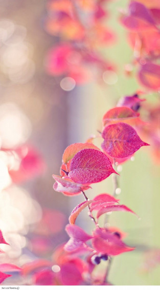 Wallpaper iPhone Cute Girly iPhonewallpaper Best