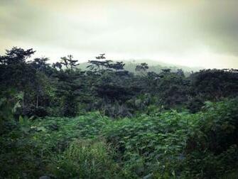 Congo Rainforest Wallpaper Imgkid The Image