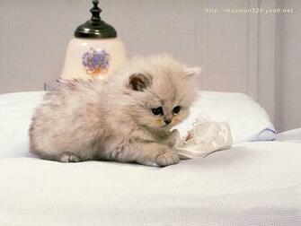 Cute Kitten Wallpaper Kittens