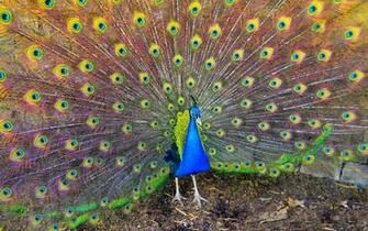 Peafowl Computer Wallpaper Desktop Background