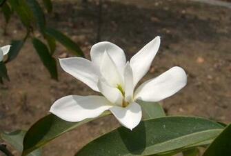 Flowers Pictures Wallpaper Magnolia Flower