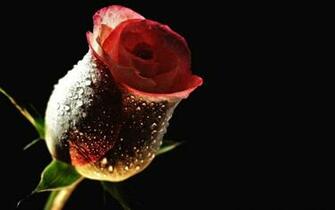 Bud Drops HD Wallpaper