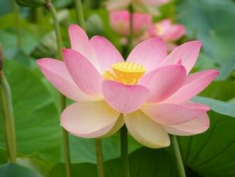 Flowers Image Water Lily Or Lotus Wallpaper Photos