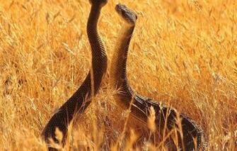 Wallpaper Animals Snakes Summer Longhorn The Sky Grass Vista