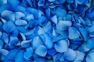 Blue Flower Pictures HD Image