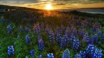 Bluebonnet HD Wallpaper Net