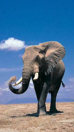 Elephant 3wallpaper iPhone Les Wallpaper Du Jour