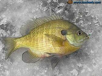 Ice Fishing Wallpaper Pictures