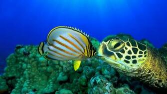 Beautiful Wallpaper Fish