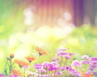 Marigold Lilac Purple Flowers Wallpaper HD
