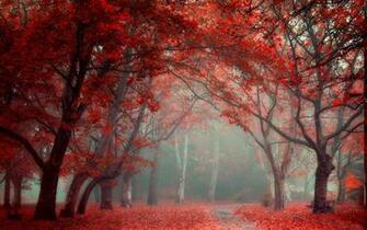 Landscape Nature Park Leaves Road Fall Trees Mist