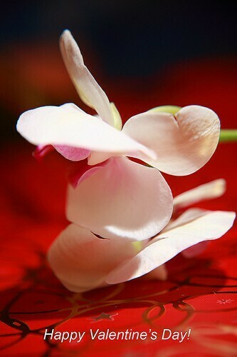 Day Wallpaper HD Happy Valentines