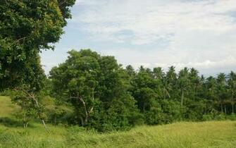 Palm Trees Widescreen Wallpaper Panganan Coconut Plantation On Hill