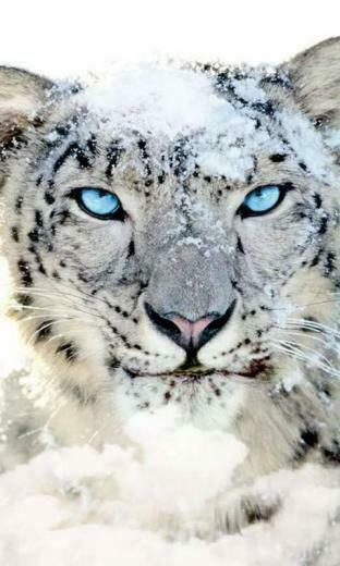 HD Wallpaper Of Animals All Are In The Full Animal