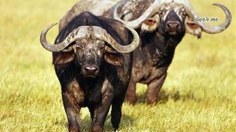 HD Wallpaper Buffalo Bills