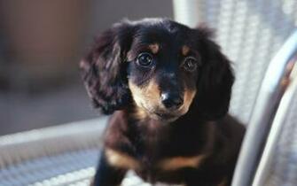 Miniature Dachshund Puppies Wallpaper Puppy No