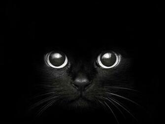 Black Cat Face Wallpaper For iPhone Wallpaperlepi
