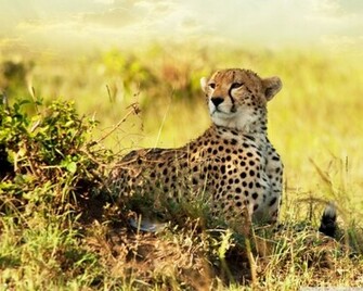 All About Animal Wildlife Cheetah Cool HD Wallpaper