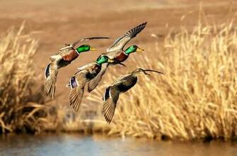 Photo Contests At Betterphoto