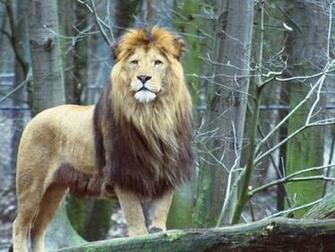 Lion Wallpaper HD Pictures One Background