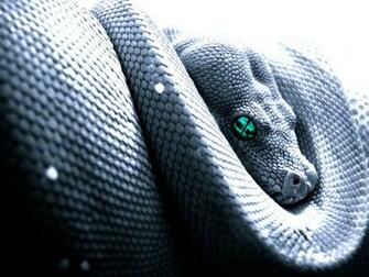 Cobra Snake HD Wallpaper Depot Pro