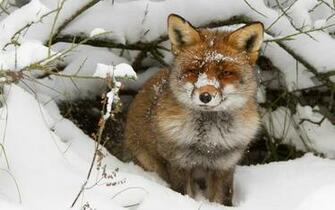 Winter Season Snow Animals Cold Foxes Wallpaper