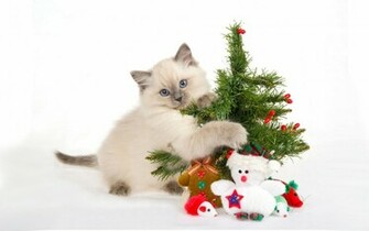 Funny Wallpaper 3d Desktop