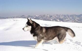 Snow Animals Dogs Husky Siberian Huskies Wallpaper