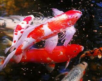 Aquarium Fish Wallpaper High Quality Desktop