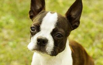 Lovely Boston Terrier Wallpaper HD Res