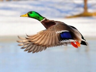 Mallard Duck Pictures